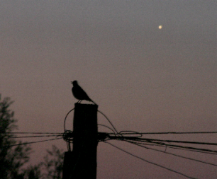 Blackbird and Venus at dawn (Copyright Martin J Powell, 2009)