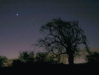 Venus rising at dawn behind a tree (Copyright Martin J Powell, 2012)