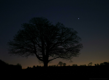 Jupiter rising behind a tree at dusk in February 2015 (Copyright Martin J Powell 2015)