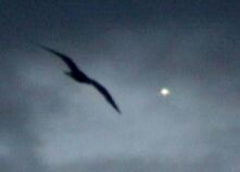 Seagull and Venus (Copyright Martin J Powell 2004)
