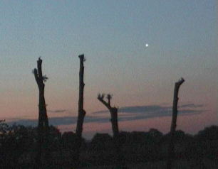 Venus with lopped trees (Copyright Martin J Powell, 2004)